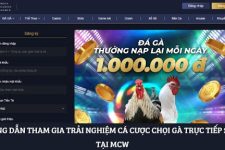Chọi Gà Trực Tiếp SV388 – Lựa Chọn Cá Cược Uy Tín Tại MCW