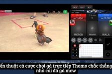 Chọi Gà Trực Tiếp Thomo – Hành Trình Đặt Cược Thú Vị trên Web Đá Gà MCW