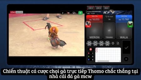Chọi Gà Trực Tiếp Thomo – Hành Trình Đặt Cược Thú Vị trên Web Đá Gà MCW