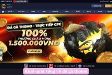 Trải Nghiệm Đá Gà Trực Tiếp Chất Lượng Cùng MCW