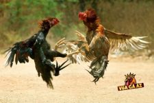 Vua Gà AZ: Điểm Đến Hấp Dẫn Cho Các Fan Đá Gà Trực Tuyến